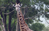 Girafe fixant la lentille de camra