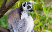 Une rare espce de Lemur  Madagascar