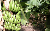 La rcolte des bananes